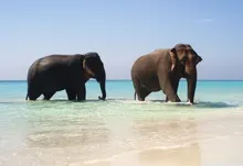 beach animals elephants pair 1920x1200 wallpaper Art HD Wallpaper